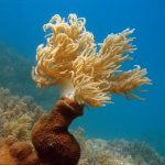 Cham Island underworld - by Tiger Fish