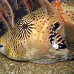 Hoi An diving - by Tiger Fish