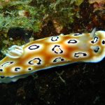 Hoi An diving - by Tiger Fish