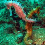 Hoi An diving - by Tiger Fish