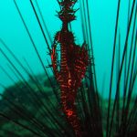 Hoi An diving - by Tiger Fish