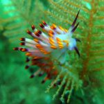 Hoi An diving - by Tiger Fish