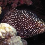 Hoi An diving - by Tiger Fish