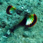 Cham Island Hoi An diving - by Tiger Fish