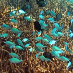 Hoi An diving - by Tiger Fish