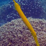Cham Island Hoi An diving - by Tiger Fish