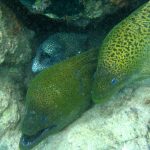 Cham Island Hoi An diving - by Tiger Fish