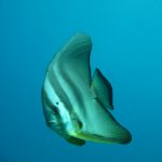 Cham Island Hoi An diving - by Tiger Fish