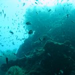 Cham Island Hoi An diving - by Tiger Fish