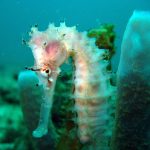 Cham Island Hoi An diving - by Tiger Fish