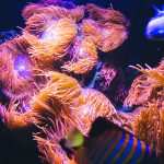 Hoi An diving - by Tiger Fish
